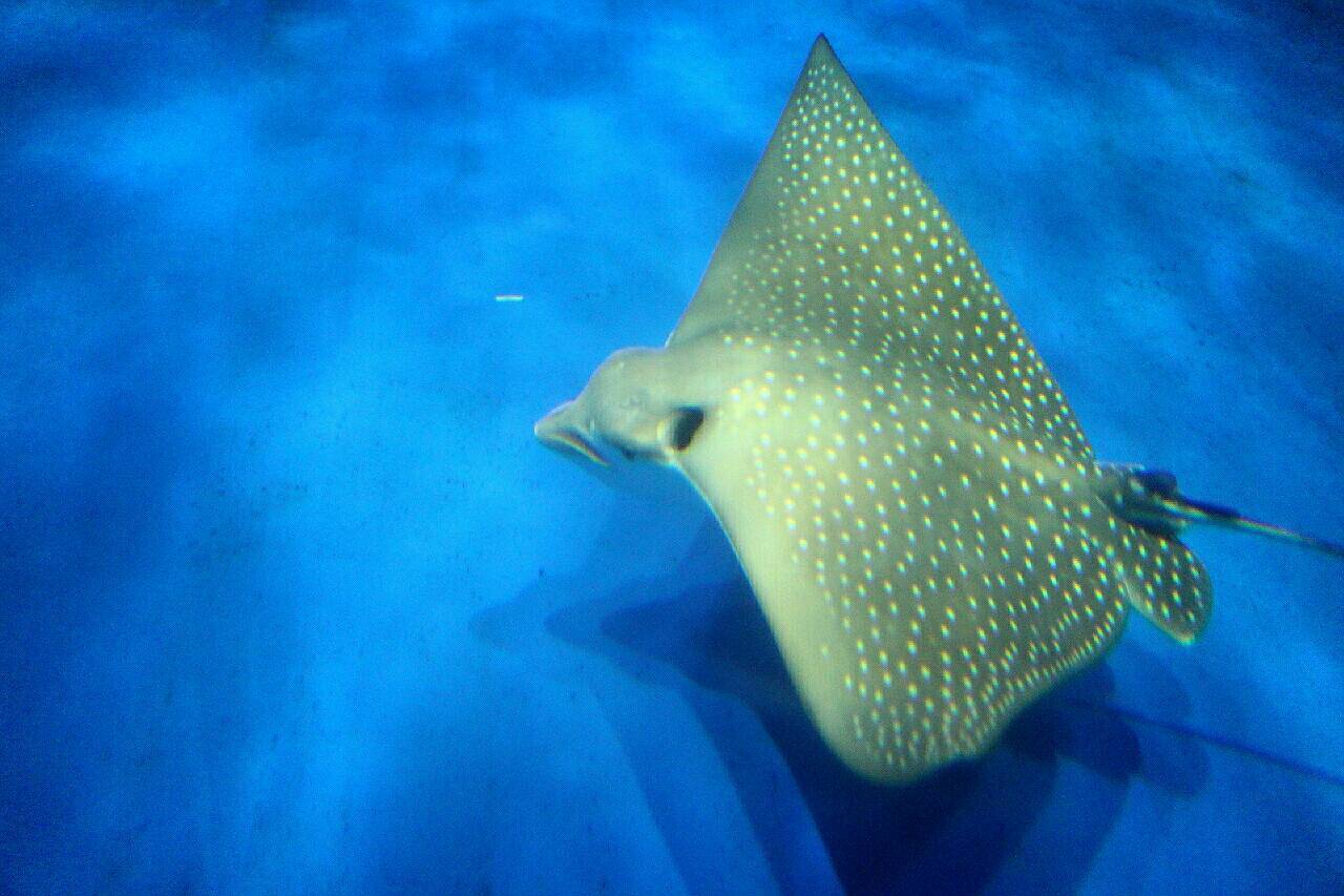 夏の家族旅行  鹿児島④水族館_c0330562_22291149.jpg