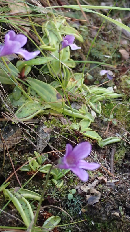 T姉さまと霞沢岳　No.２_e0024081_10212187.jpg