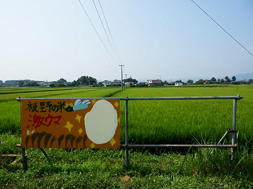 8月6日の田んぼ(上目黒小・枝野小)_d0247484_15375137.jpg