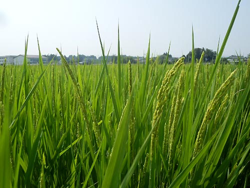 8月6日の田んぼ(上目黒小・枝野小)_d0247484_15402250.jpg