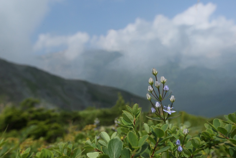 八方尾根の花　その2_f0000789_22521353.jpg