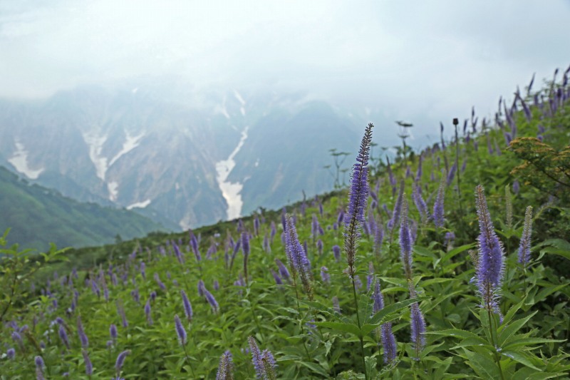 八方尾根の花　その2_f0000789_22524564.jpg