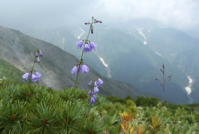 八方尾根の花　その2_f0000789_22535262.jpg