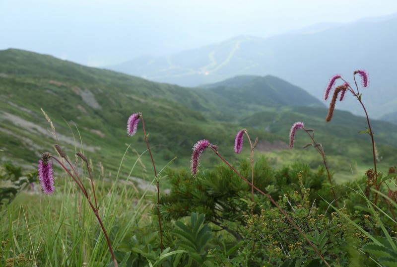 八方尾根の花　その2_f0000789_22545459.jpg