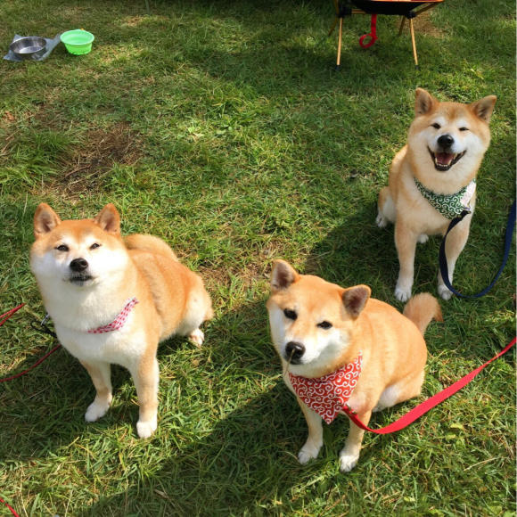 戸隠キャンプ四日目 みんな笑顔_a0126590_17361785.jpg