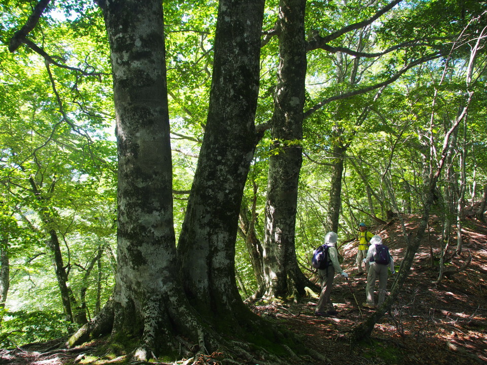 2015/07/26（日）三久安山＠宍粟市(宍粟50山)　快晴　４名_c0134193_09572302.jpg