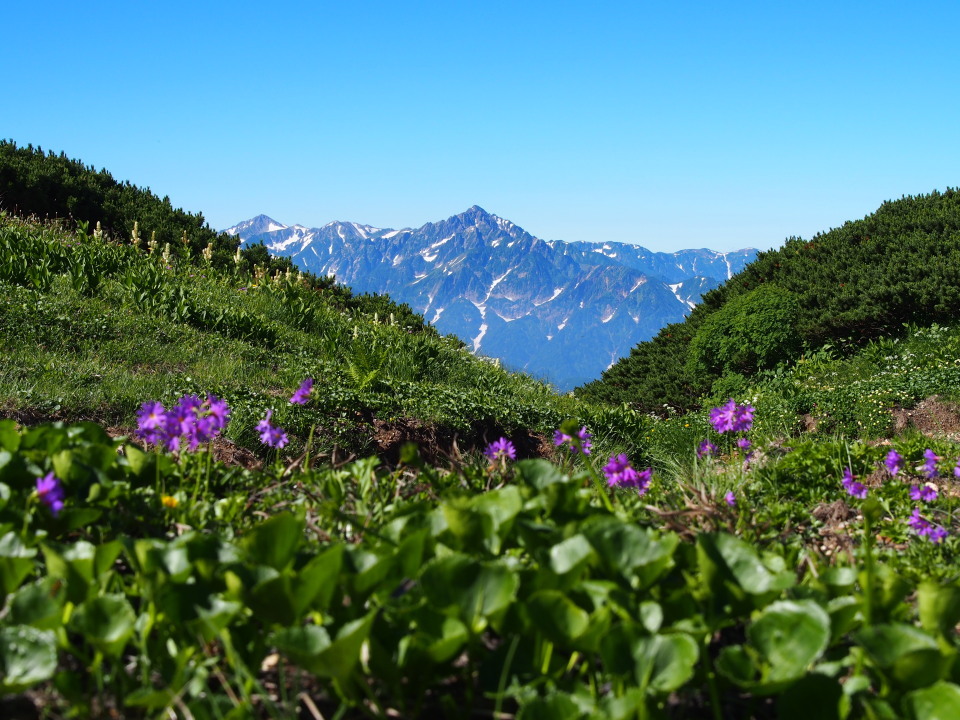 白馬大雪渓→旭岳･清水岳･清水尾根→祖母谷温泉：花と展望の稜線歩きと尾根下り 2015/07/31-08/03 快晴 ２名_c0134193_10163162.jpg