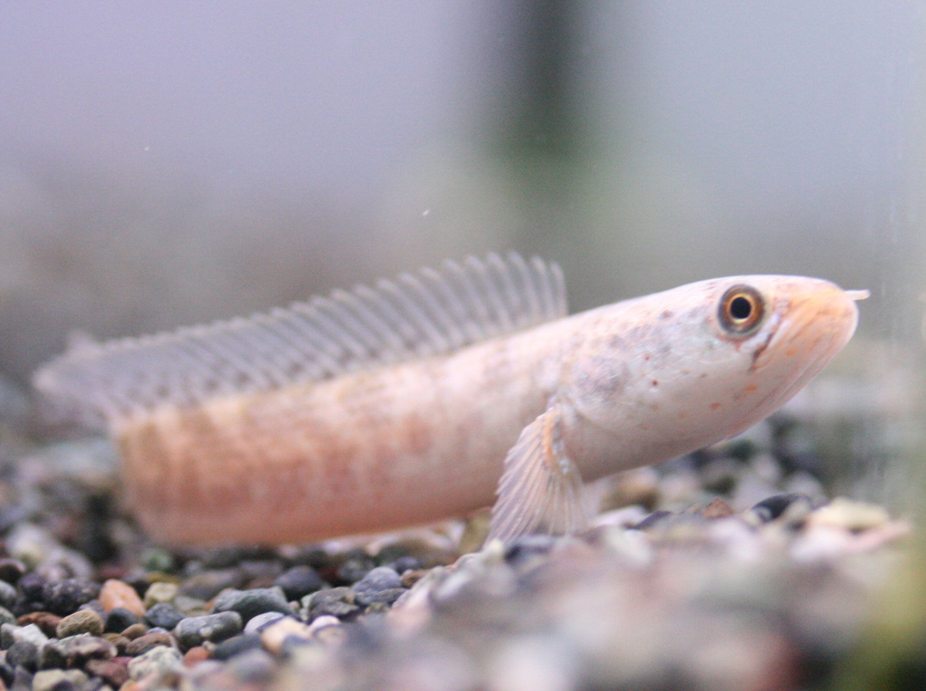 ニョロニョロきてます ビーボックスアクアリウム 熱帯魚情報