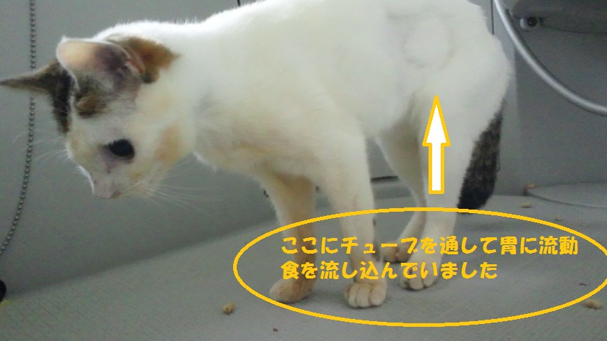 夏バテ知らずのやよ君です_f0242002_13404472.jpg