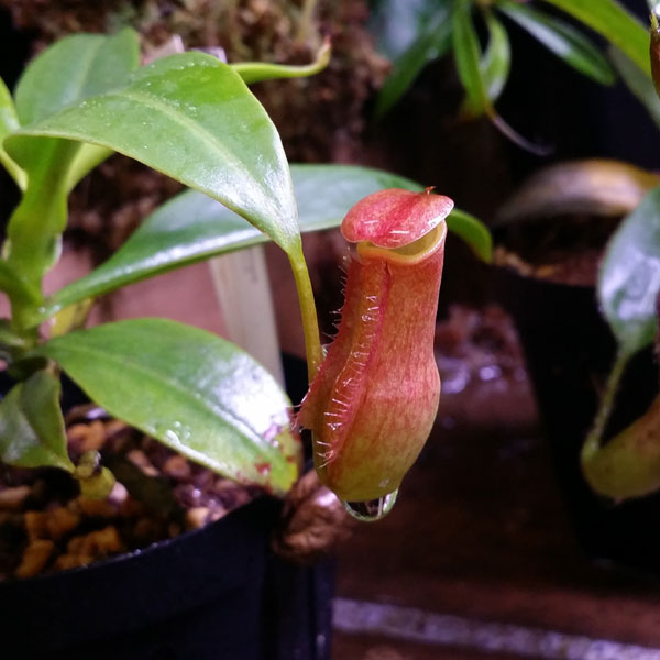 ネペンテス、Nepenthes、ウツボカズラ!!_c0165803_1323281.jpg