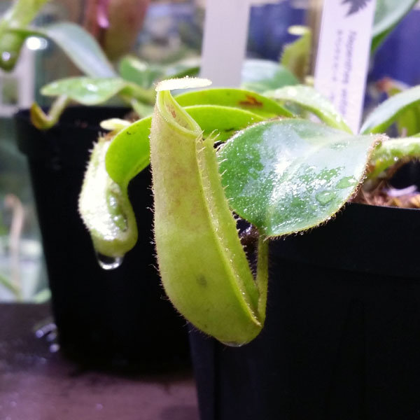 ネペンテス、Nepenthes、ウツボカズラ!!_c0165803_261851.jpg