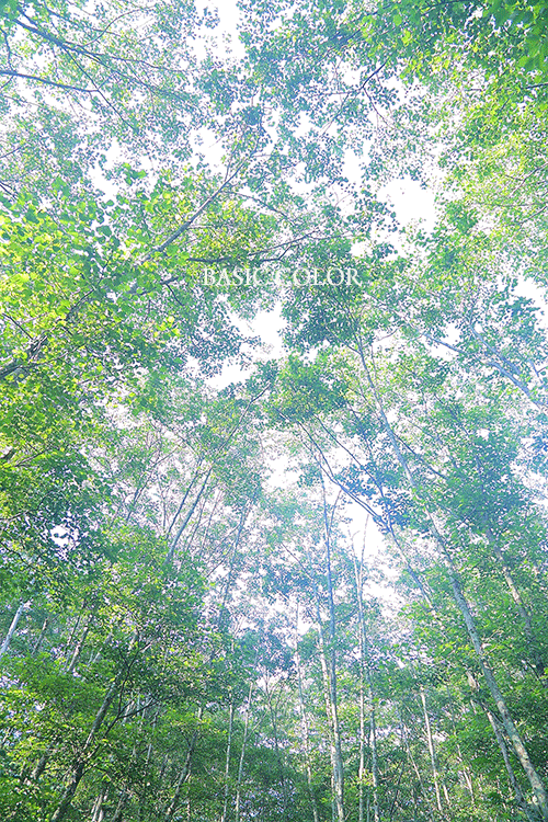 c0345215_20334203.gif
