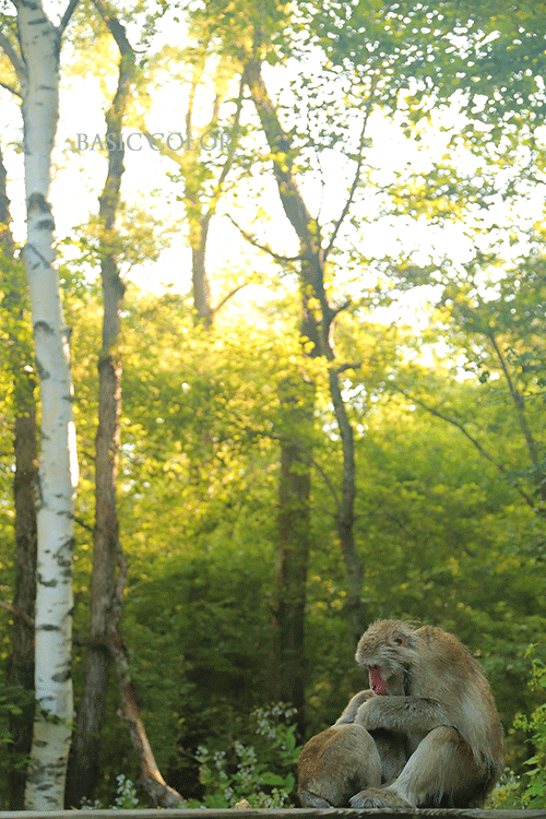 c0345215_20334735.gif