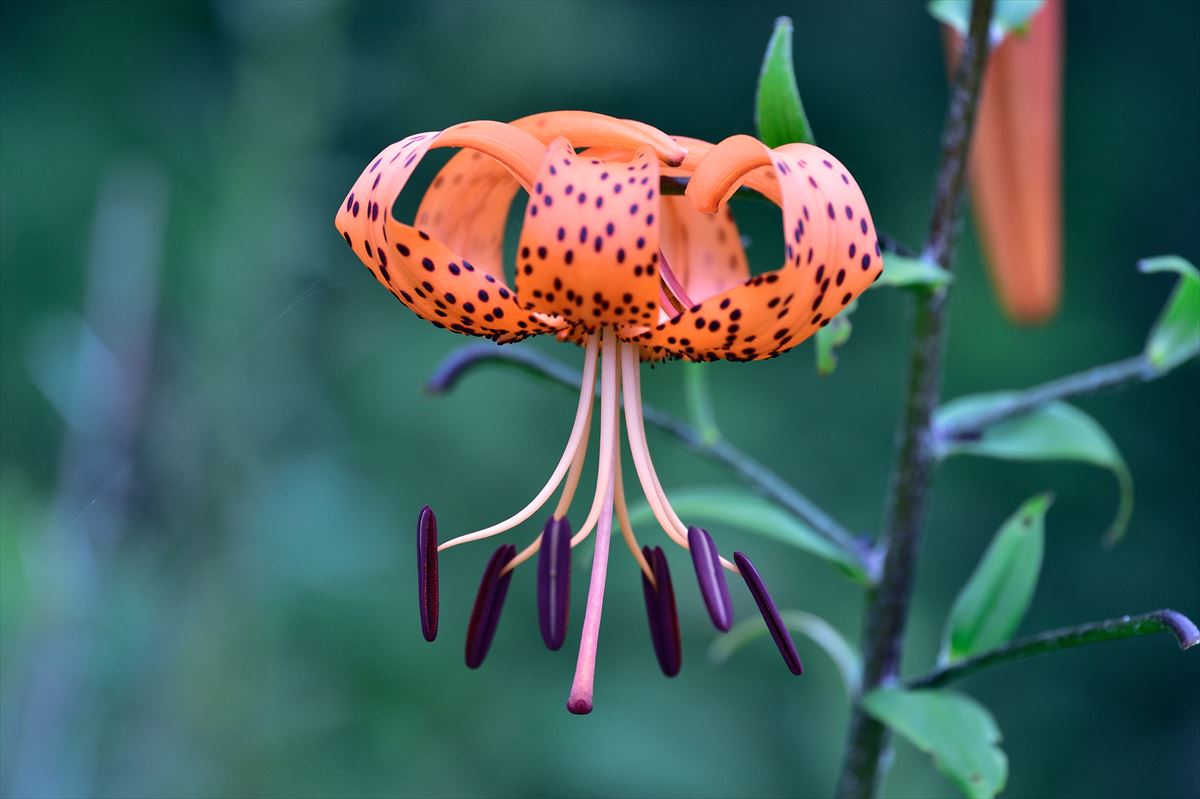 ウトナイ湖の花 15 8 7 やぁやぁ