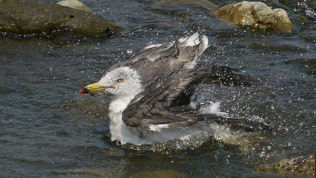 ウ ミ ネ コ の 水 浴 び　No.10_d0039021_18381176.jpg