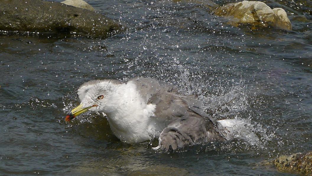 ウ ミ ネ コ の 水 浴 び　No.10_d0039021_1838120.jpg