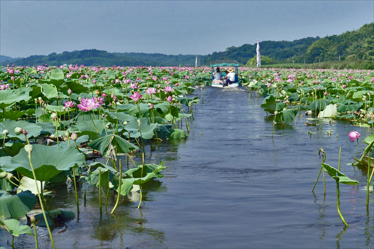 宮城県登米市 栗原市 伊豆沼 内沼ハスまつり フォトハウス In 福島