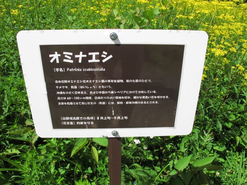 努力と忍耐_f0076731_21495582.jpg