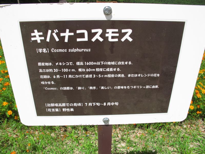 努力と忍耐_f0076731_21503868.jpg