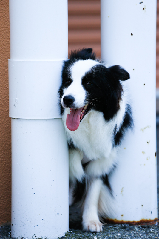 犬はレンコン食べられる。　　犬の薬膳_a0286340_14182548.jpg