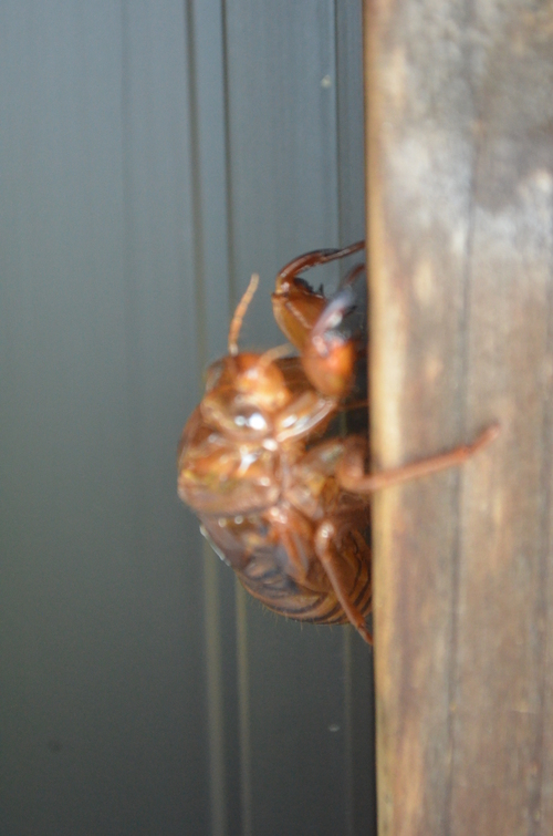 またまた?_b0207642_20222036.jpg