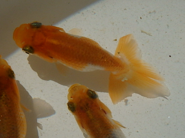 f0334143_955666.jpg