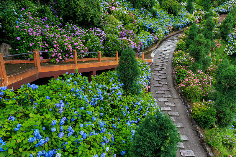 紫陽花の海 善峯寺 花景色 K W C Photoblog 紫陽花の海 善峯寺 花景色 K W C Photoblog