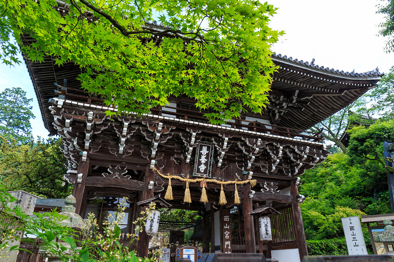 紫陽花の海（善峯寺）_f0155048_23285872.jpg