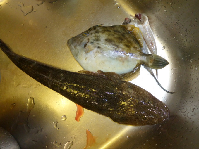 夏の魚が釣れています(^o^)_b0246953_14152328.jpg