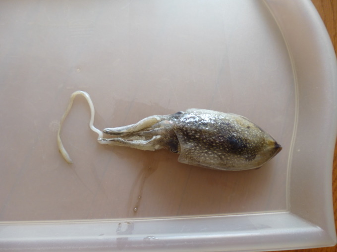 夏の魚が釣れています(^o^)_b0246953_14154900.jpg