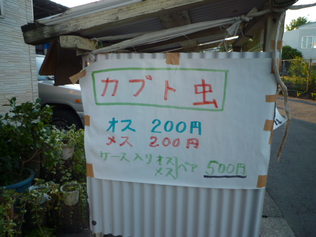 かぶと虫販売してます。_b0246953_19405830.jpg