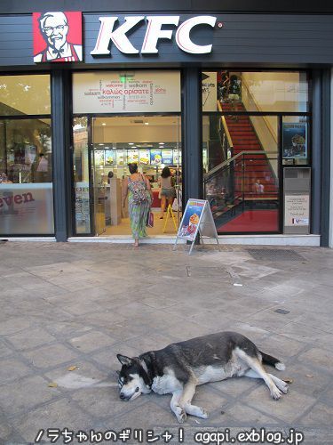 アテネのKFC前で昼寝するハスキー犬_f0037264_18395222.jpg