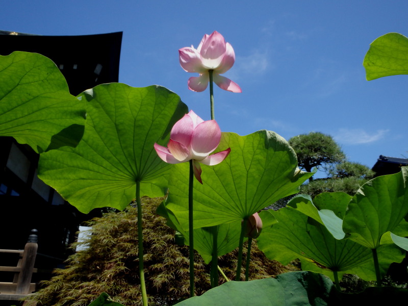 ブログも不真面目な陽気　　_f0208666_2021662.jpg