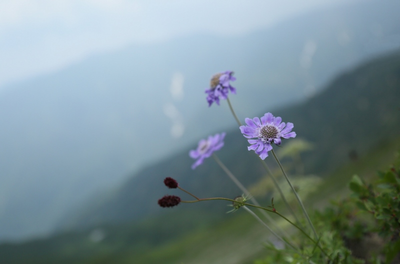 八方尾根の花　その2_f0000789_8431089.jpg