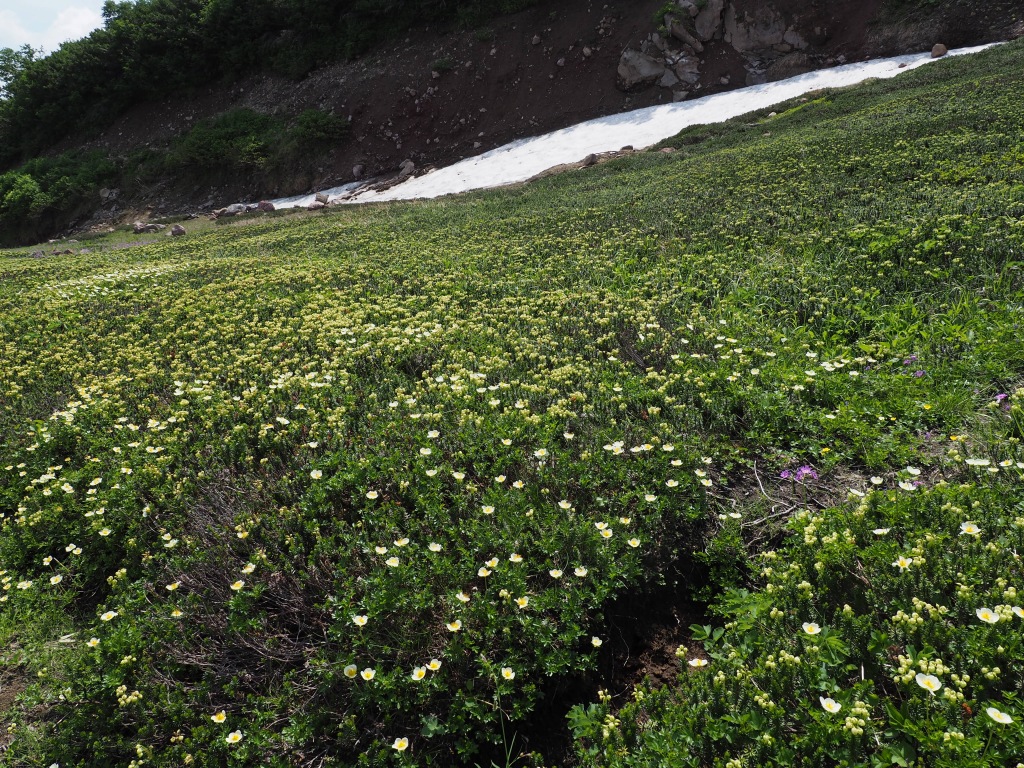  大雪3色登山、8月3日－2度目の緑岳から下山編－_f0138096_227131.jpg