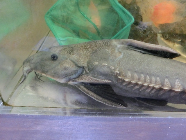 ◯◯ドラスと聞いて思い浮かべる魚は?_b0141806_21473124.jpg