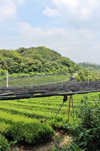 まだまだ西尾茶!_b0220318_18072801.jpg