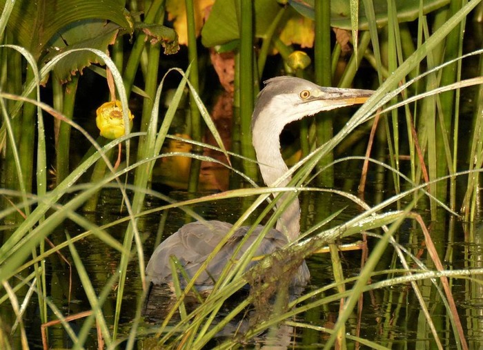 北の森からエゾリスと野鳥便り _d0098721_2038568.jpg