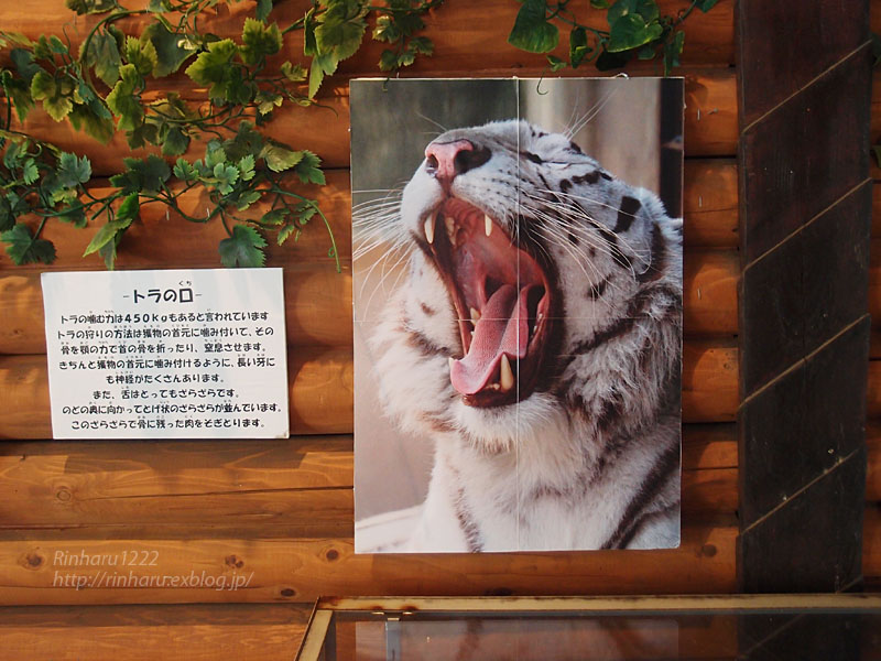 宇都宮動物園☆トラの企画展！_f0250322_13134794.jpg