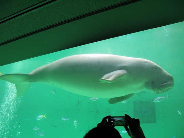 孫たちと水族館へ!_f0129726_22455068.jpg