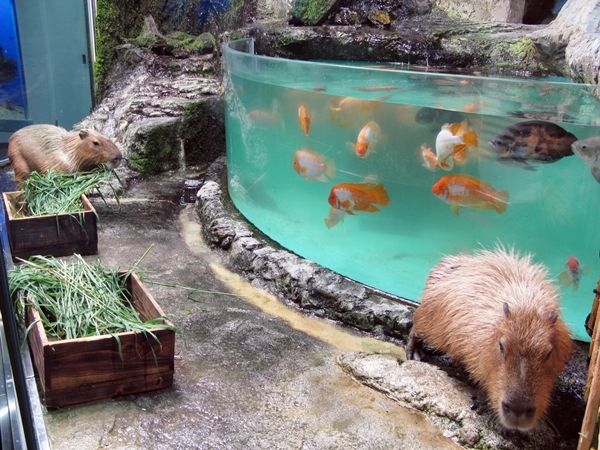 孫たちと水族館へ!_f0129726_23185265.jpg