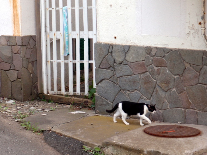 夏景色@城ケ島_a0231828_19511775.jpg