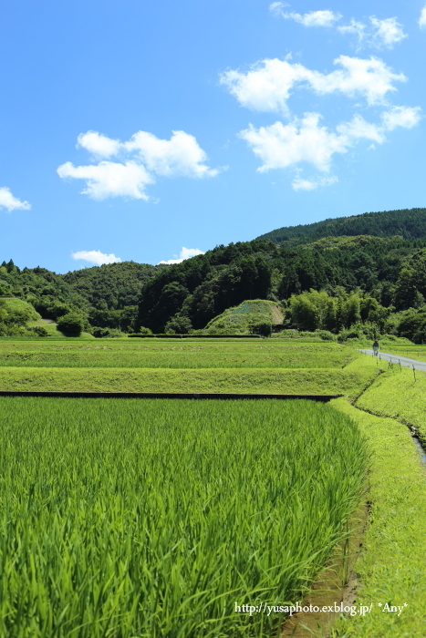 田んぼのある風景 Any
