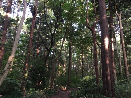 ダイアリー　自転車で行く近くの自然_b0330040_20351162.jpg