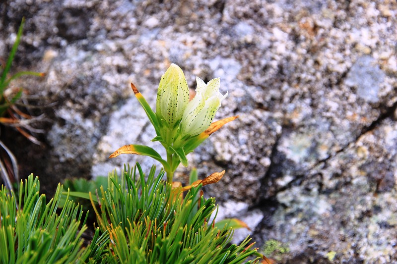 花盛りの立山　東一の越_a0185545_143176.jpg