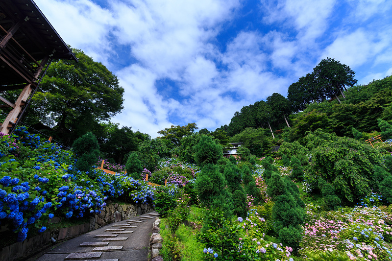 紫陽花の海（善峯寺）_f0155048_054860.jpg