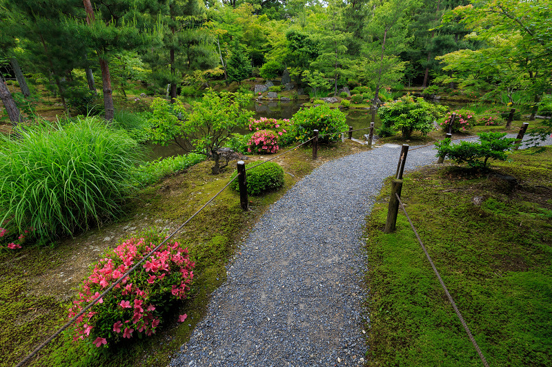 夏の庭（等持院）_f0155048_13501589.jpg