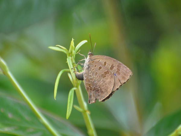 埼玉のムラサキツバメ（産卵）_c0045352_15165192.jpg