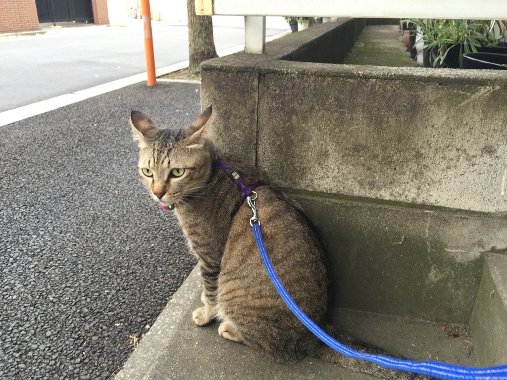 道路を横断する時は…_b0164356_11492386.jpg