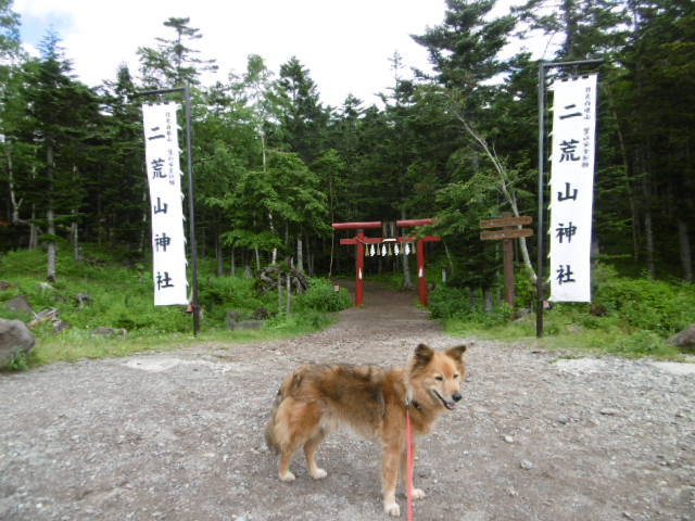 丸沼高原 - 日光白根山編_b0203758_07235071.jpg